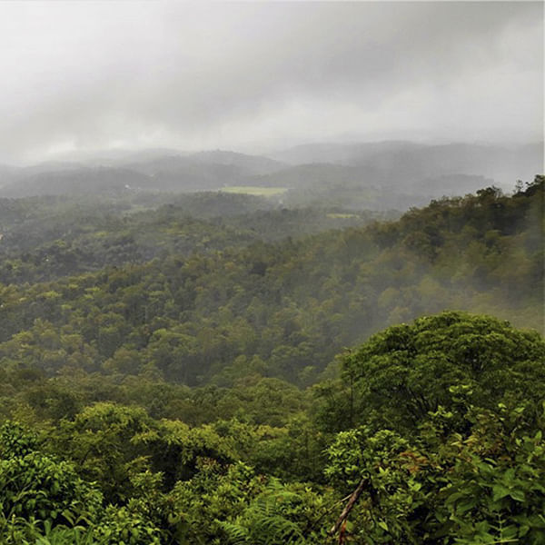 Vegetation,Hill station,Nature,Highland,Mountainous landforms,Atmospheric phenomenon,Jungle,Forest,Natural environment,Green