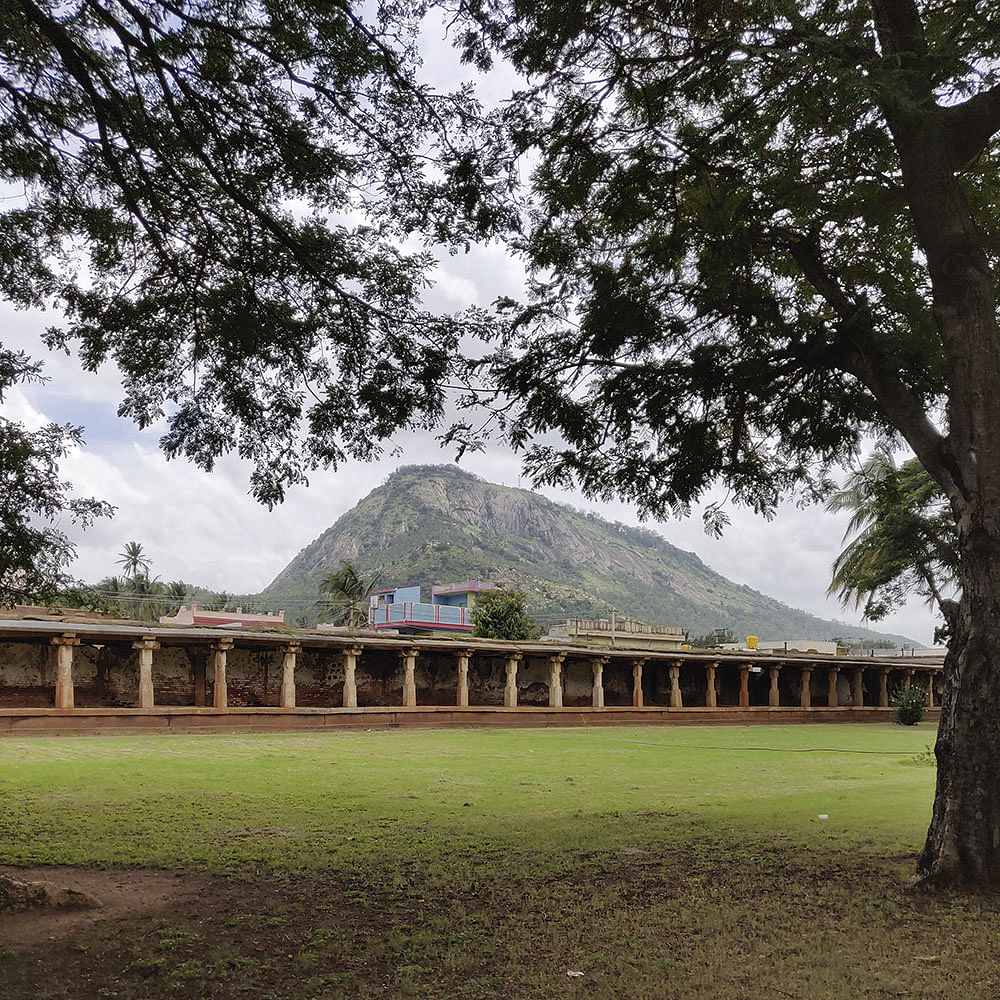 Tree,Grass,Botany,Architecture,House,Plantation,Rural area,Plant,Building,Landscape