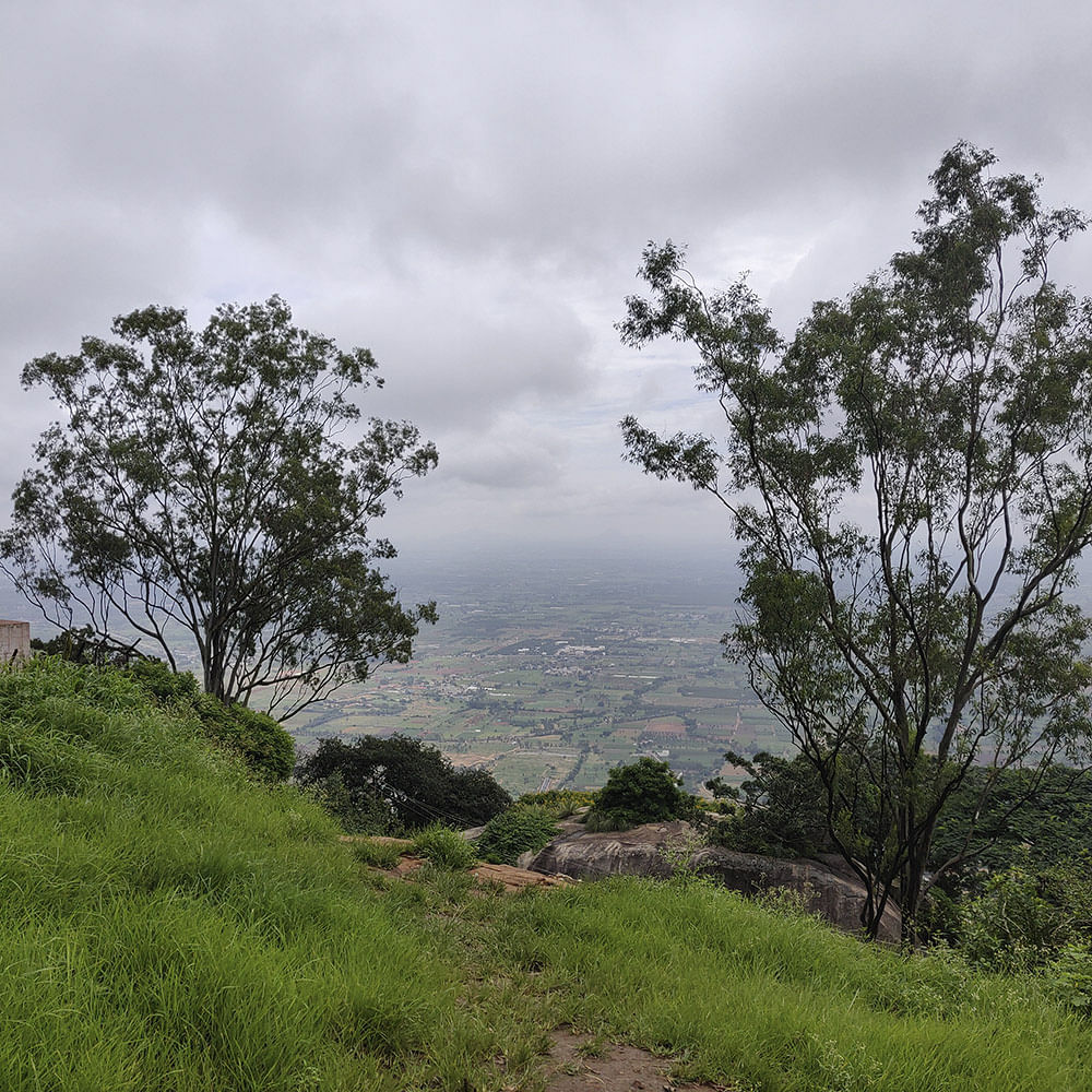 Vegetation,Branch,Natural landscape,Plant community,Tree,Hill,Grassland,Nature reserve,Forest,Savanna