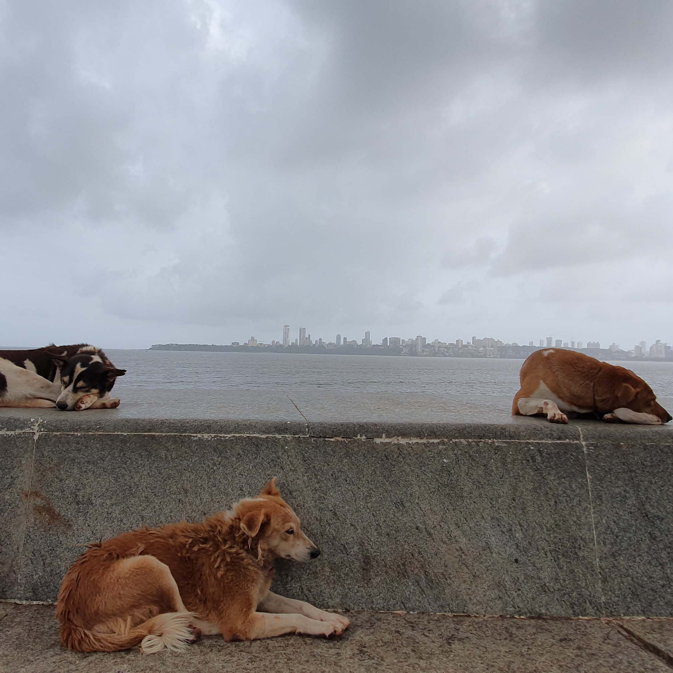 Canidae,Dog,Sky,Street dog,Carnivore,Nova scotia duck tolling retriever,Sporting Group,Golden retriever,Sea,Ocean