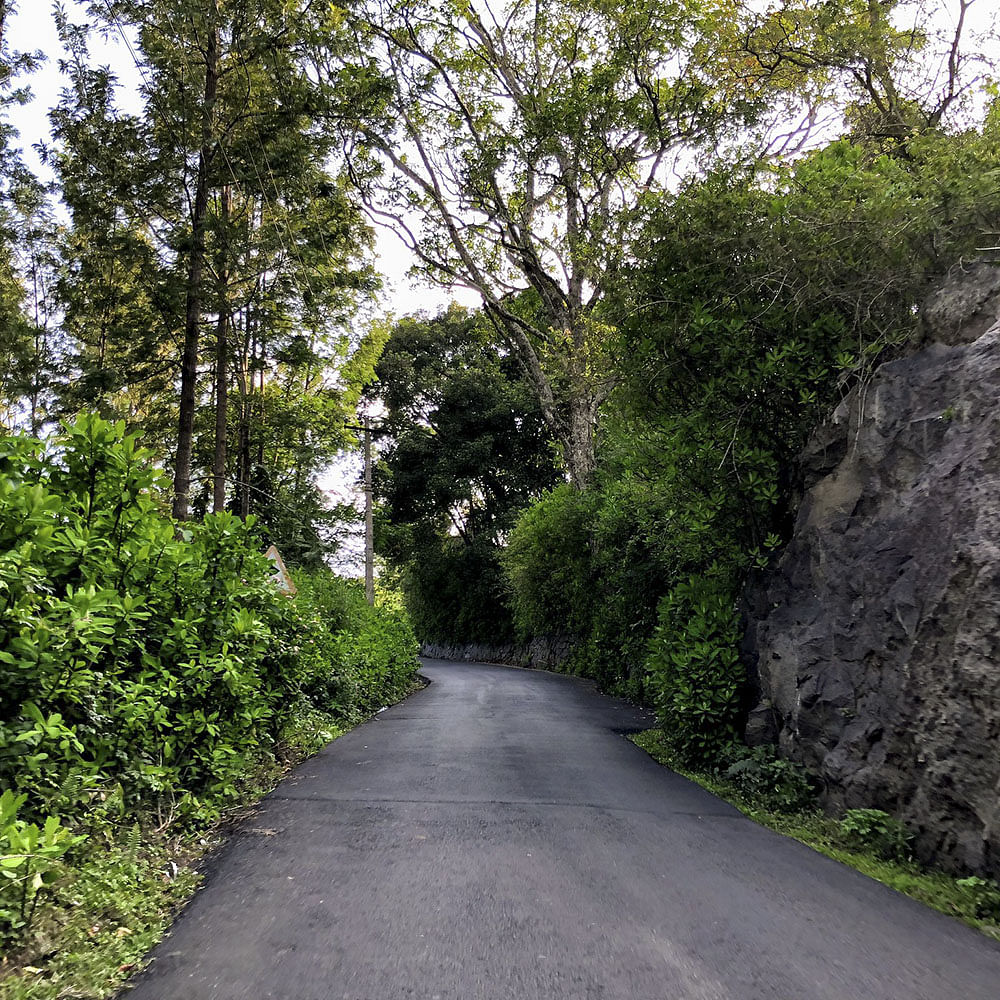 Vegetation,Tree,Road,Thoroughfare,Lane,Asphalt,Nature reserve,Road surface,Leaf,Trail