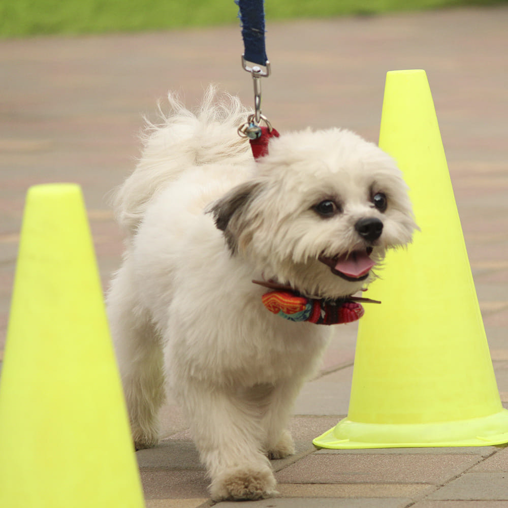 Buy Tickets For Pet Fed 2019 LBB, Bangalore