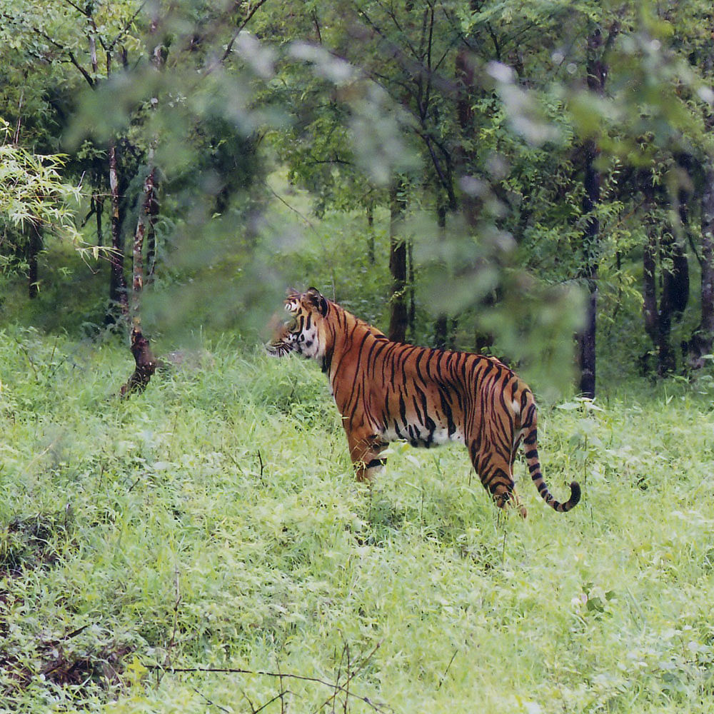 Tiger,Mammal,Wildlife,Vertebrate,Terrestrial animal,Bengal tiger,Felidae,Siberian tiger,Nature reserve,Carnivore