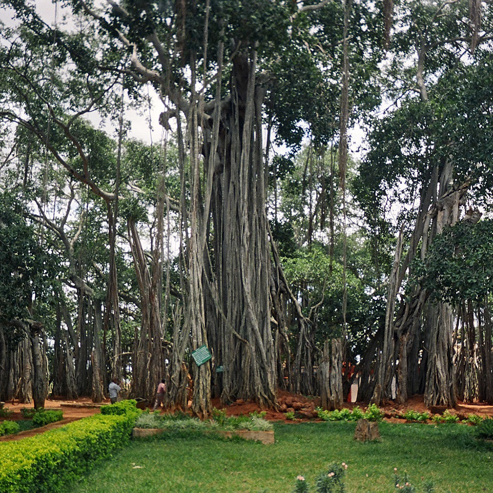 Tree,Vegetation,Woody plant,Trunk,Plant,Natural landscape,Natural environment,Bigtree,Grove,Nature reserve