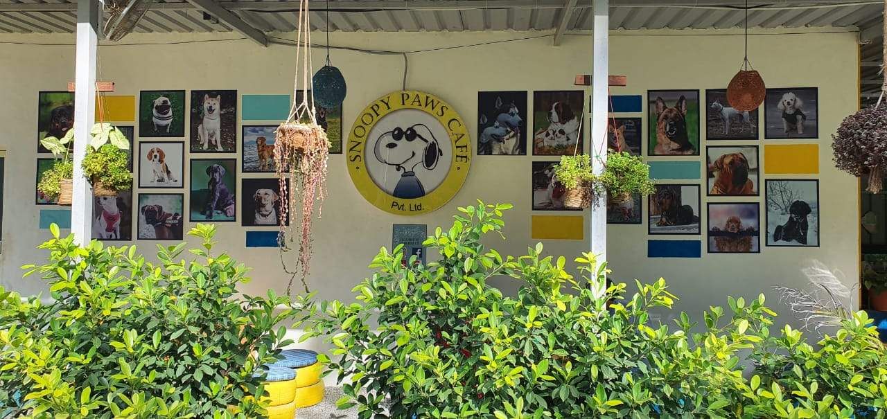 Wall,Organism,Plant,Mural,Visual arts,Herb,Art,Houseplant,Flower