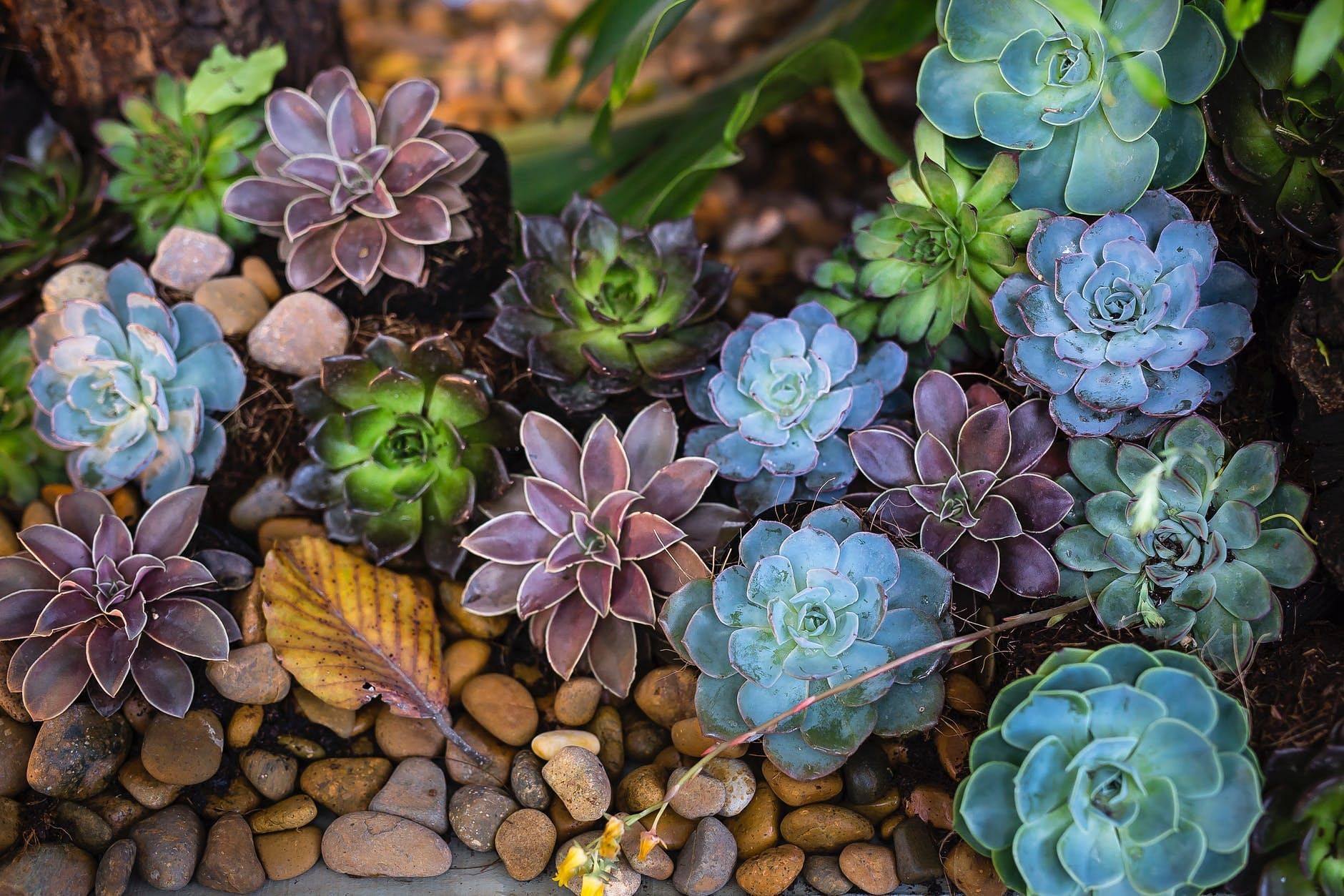 Flower,Blue,Plant,Echeveria,Leaf,Botany,Stonecrop family,Groundcover,Spring,Wildflower