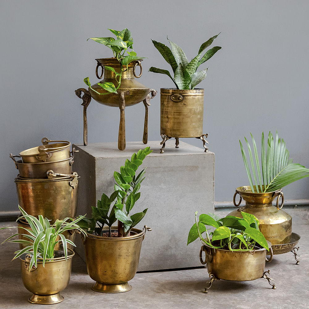 Flowerpot,Houseplant,Plant,Flower,Grass,Room,Herb,Shelf,Metal