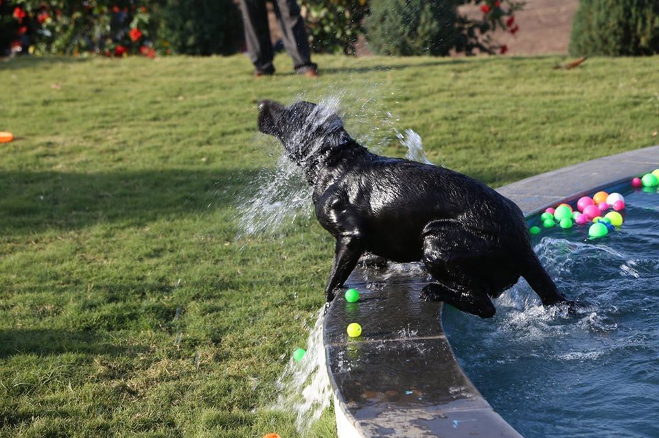 Dog,Canidae,Dog breed,Carnivore,Sporting Group,Working dog,Giant schnauzer,Guard dog,Flat-coated retriever,Tail