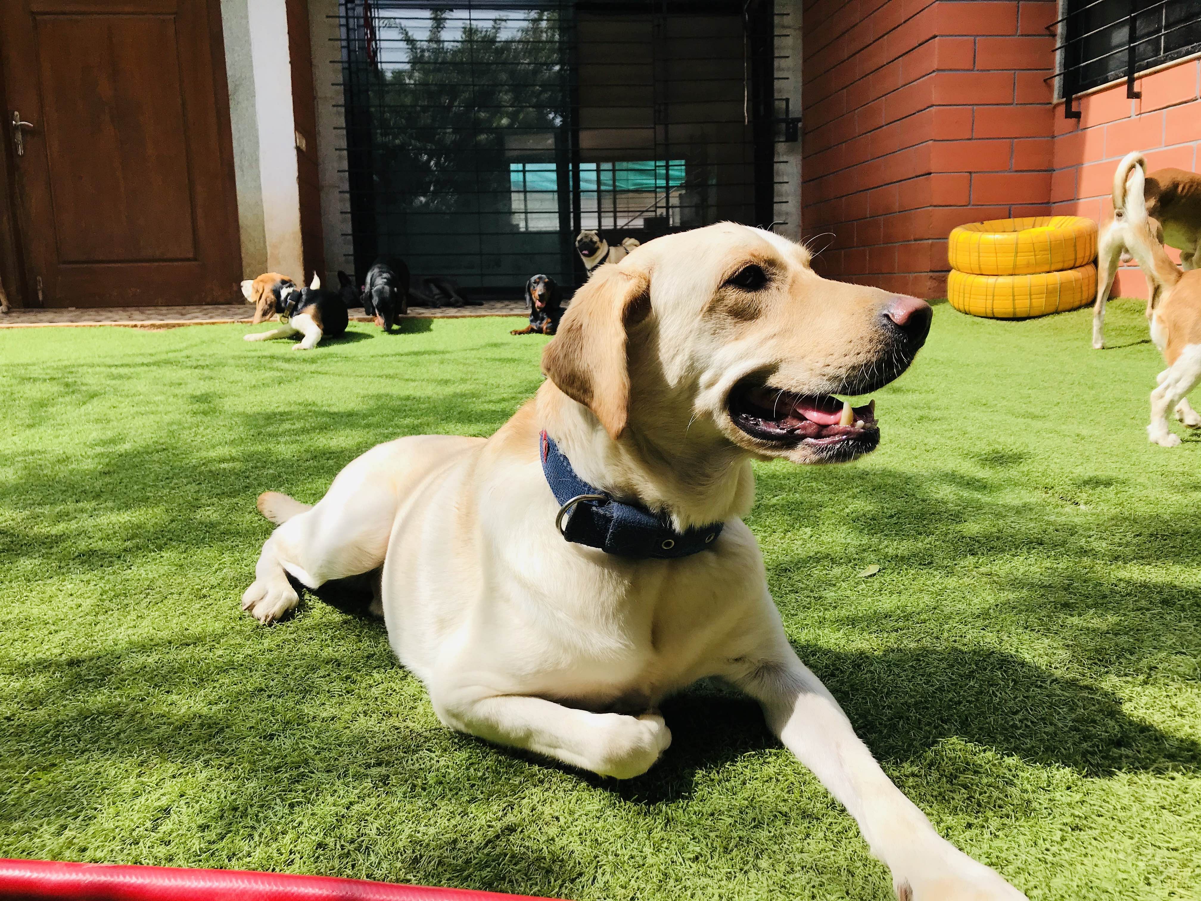 Dog,Mammal,Vertebrate,Dog breed,Canidae,Labrador retriever,Grass,Carnivore,Companion dog,Retriever