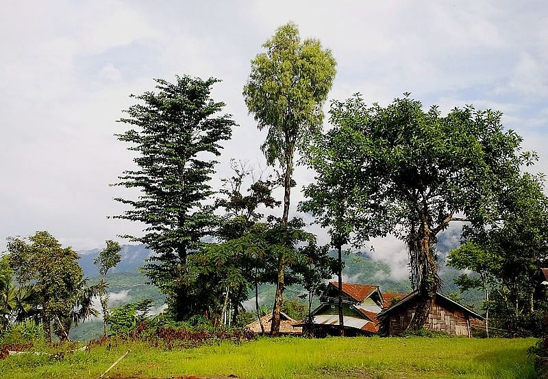 Tree,Woody plant,Natural landscape,Plant,Sky,Rural area,Grass,House,Landscape,Cloud