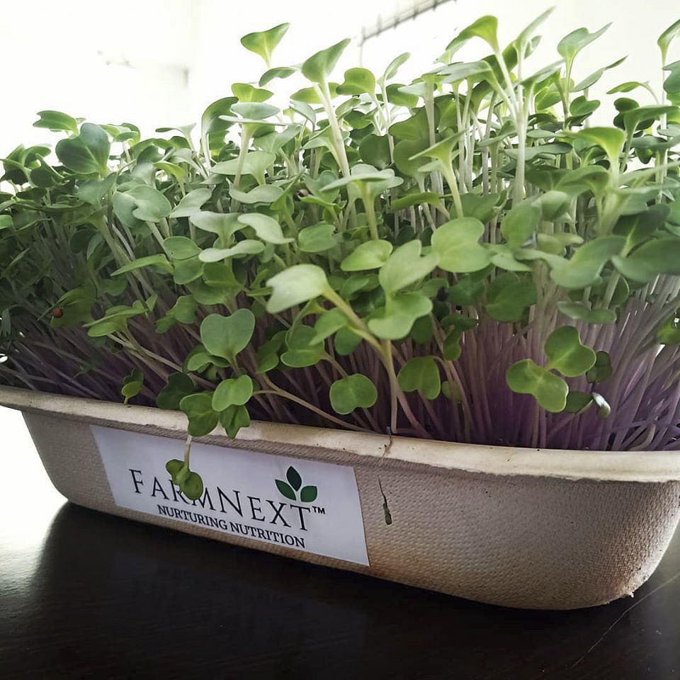 Plant,Flowerpot,Flower,Herb,Leaf,Garden cress,Houseplant,Flowering plant,Basil,Common sage