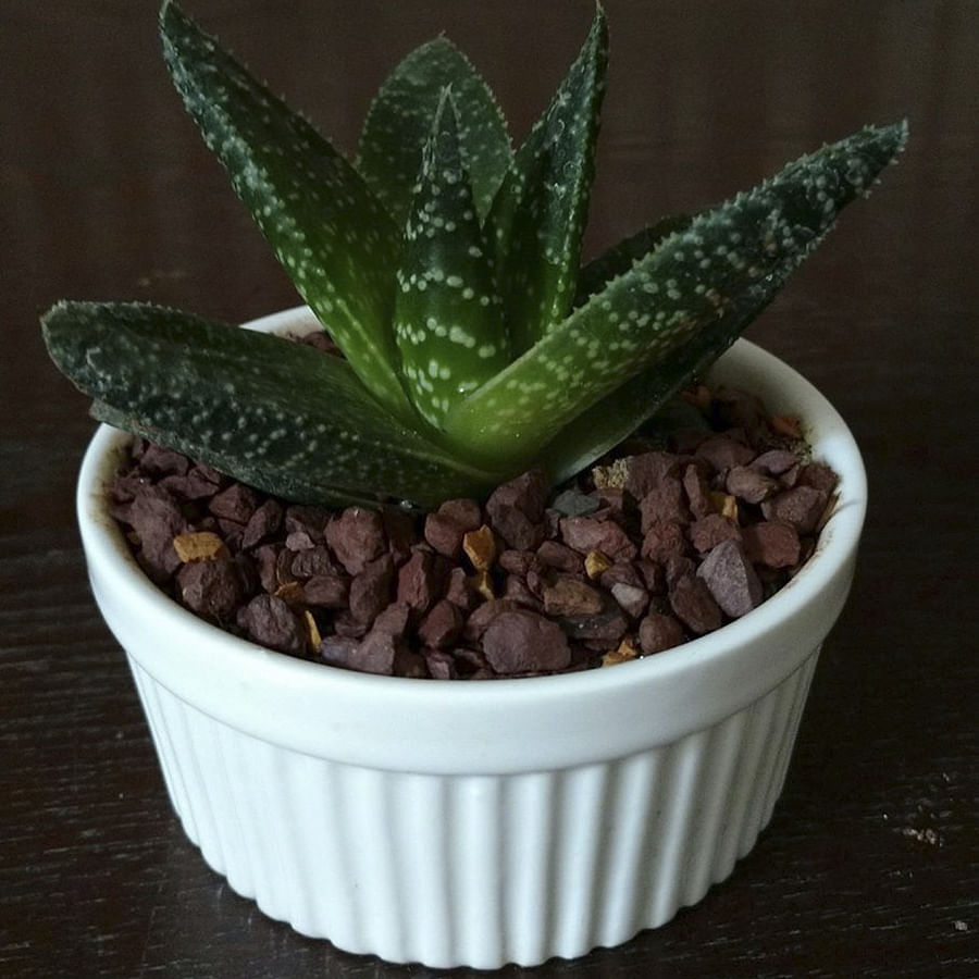 Flowerpot,Flower,Houseplant,Plant,Leaf,Aloe,Terrestrial plant,Cactus,Xanthorrhoeaceae,Succulent plant