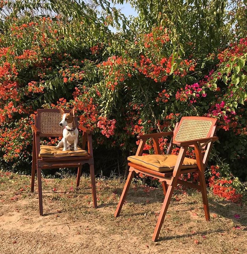 Furniture,Tree,Garden,Outdoor table,Chair,Table,Plant,Botany,Outdoor furniture,Leaf