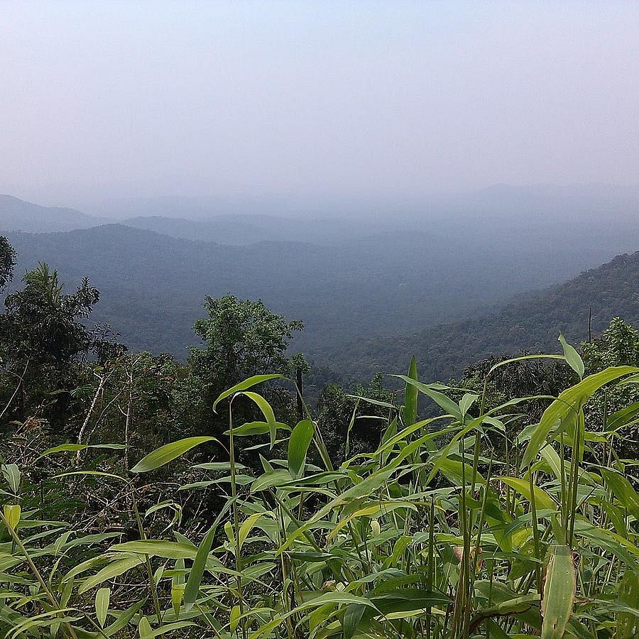 Vegetation,Hill station,Atmospheric phenomenon,Plantation,Grass family,Forest,Mountain,Highland,Leaf,Rainforest