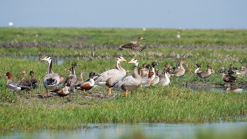 Bird,Water bird,Beak,Freshwater marsh,Grassland,Wildlife,Goose,Duck,Nature reserve,Ducks, geese and swans