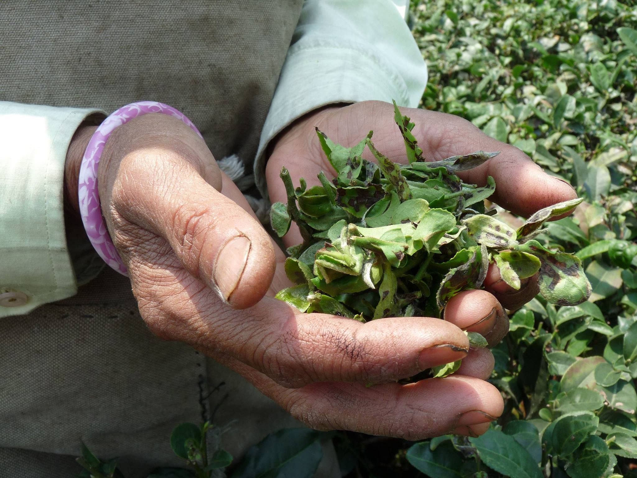 Plant,Hand,Flower,Herb,Herbal