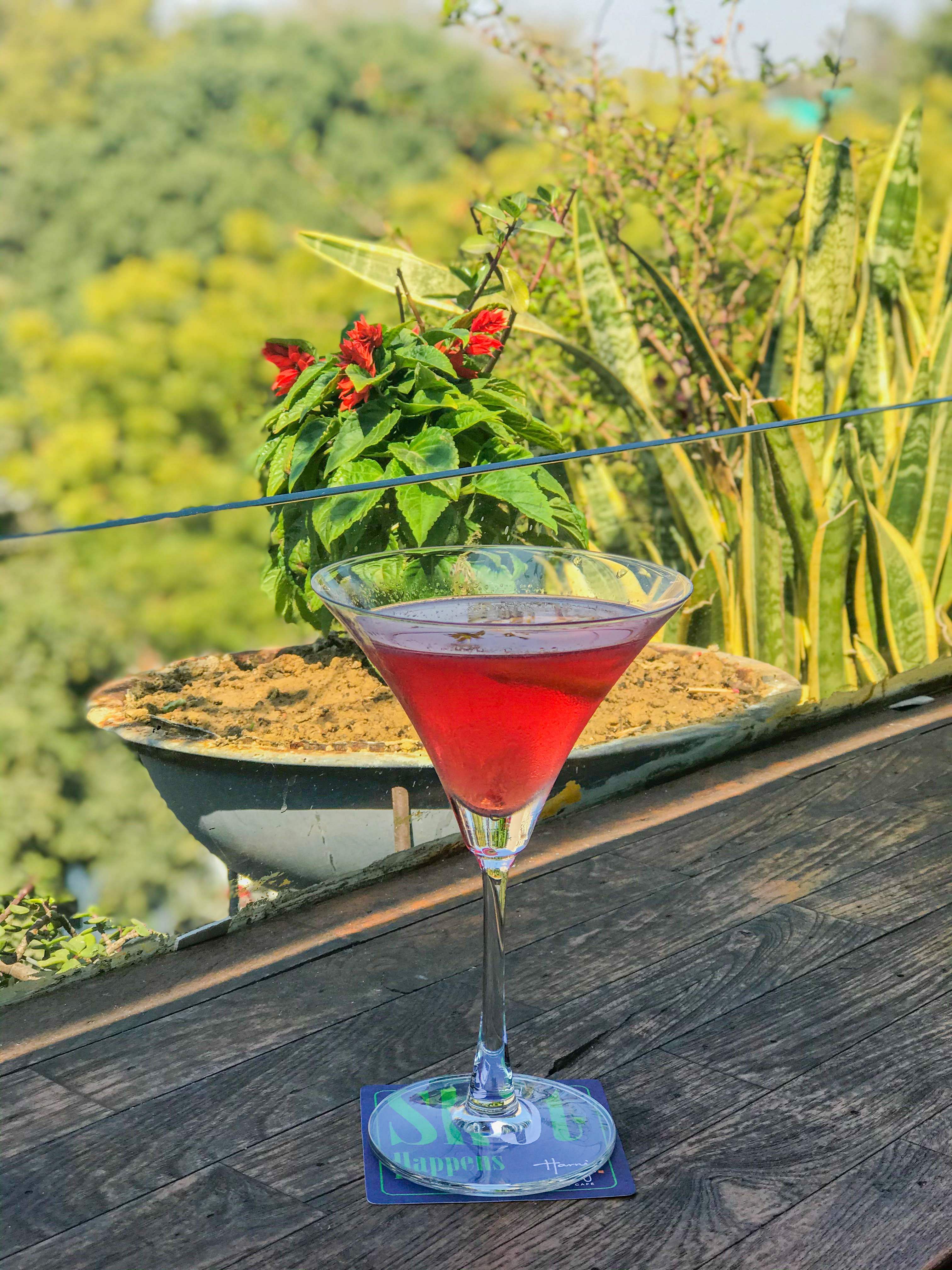 Drink,Cocktail,Alcoholic beverage,Plant,Cocktail garnish,Distilled beverage,Martini,Non-alcoholic beverage,Daiquiri,Herb