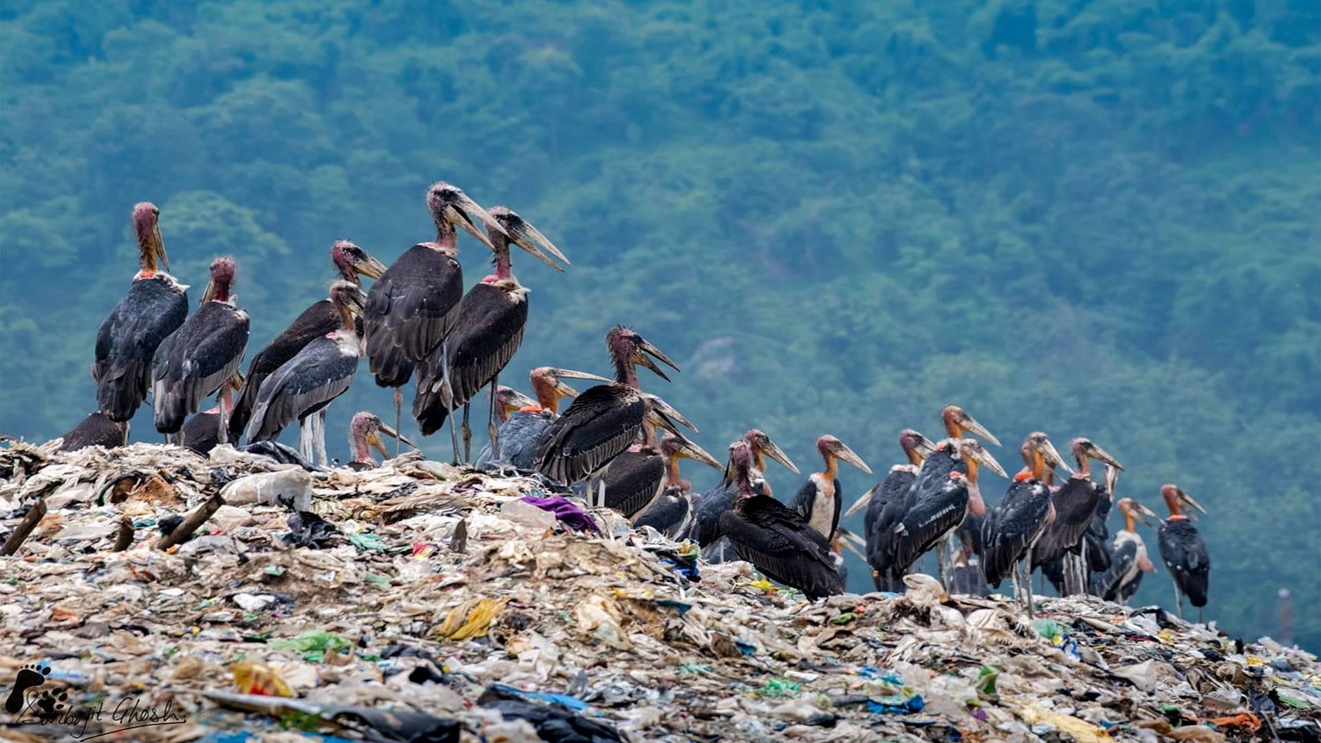 Cormorant,Bird,Beak,Wildlife,Seabird,Adaptation,Marabou stork,Ciconiiformes,Suliformes