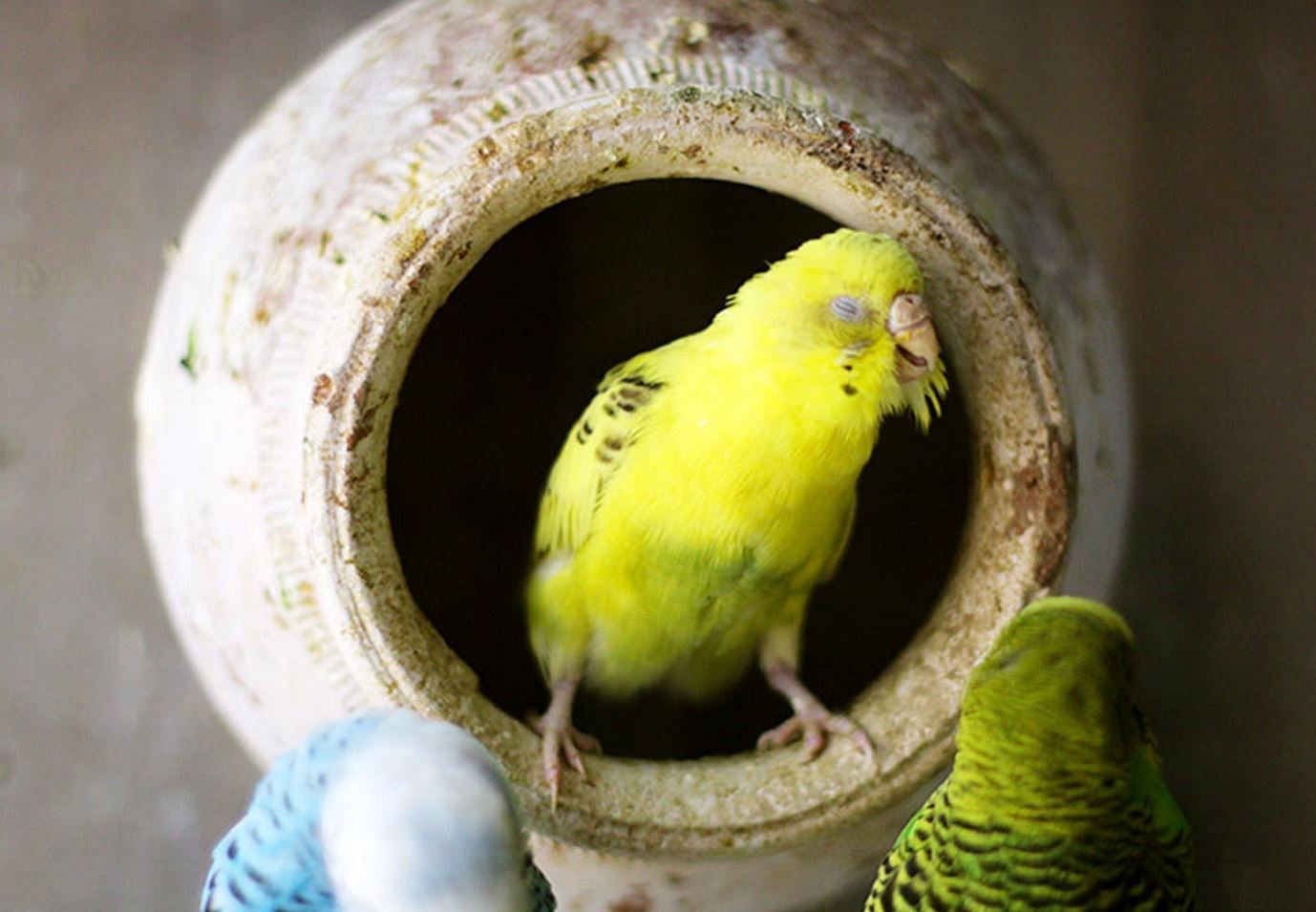 Bird,Budgie,Parakeet,Beak,Yellow,Bird supply,Finch,Atlantic canary,Feather,Parrot