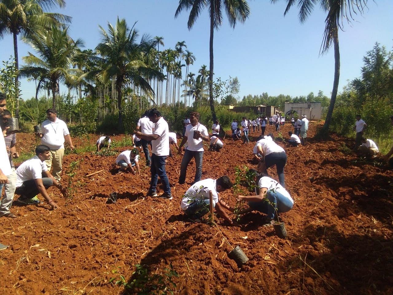 Soil,Plantation,Community,Adaptation,Farmworker,Palm tree,Tree,Rural area,Arecales,Plant