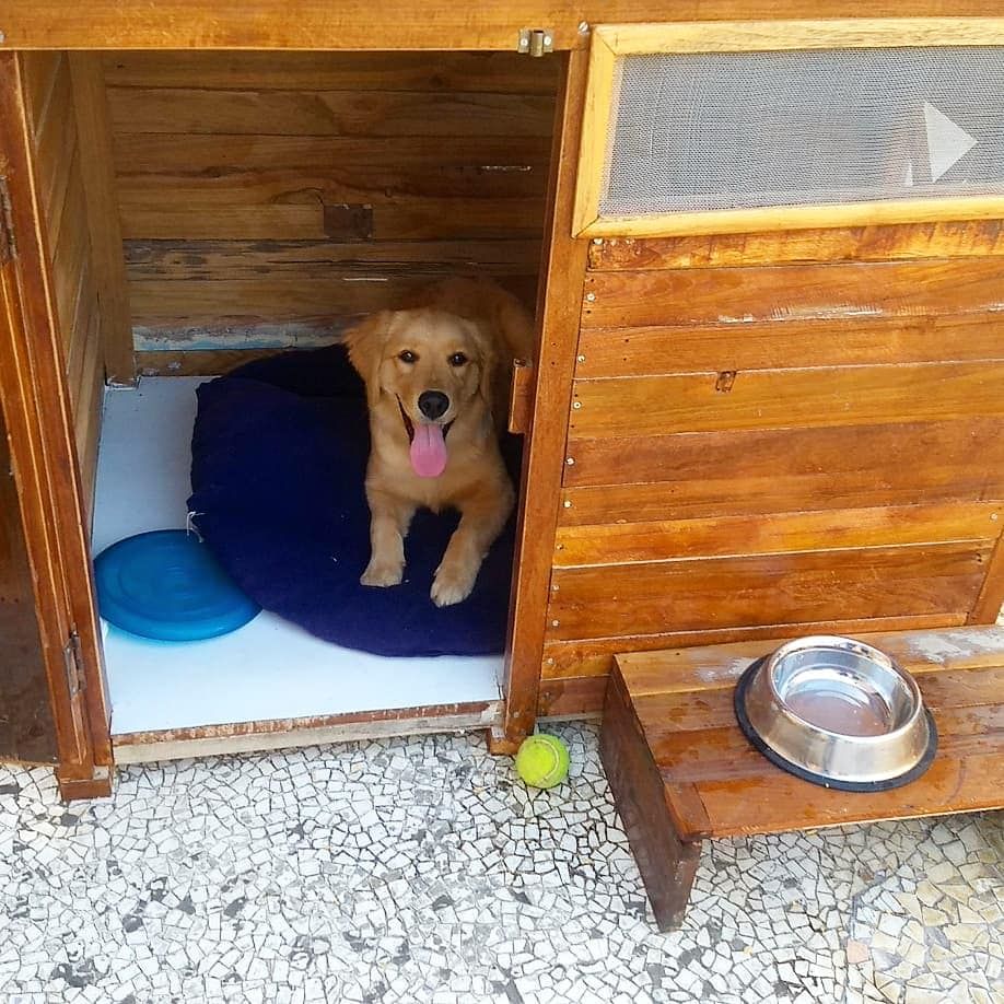 Canidae,Dog breed,Dog,Wood,Golden retriever,Kennel,Sporting Group,Nova scotia duck tolling retriever,Carnivore,Hardwood