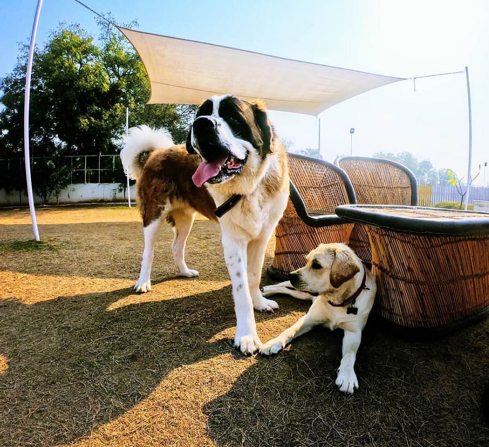 Dog,Mammal,Vertebrate,Canidae,Dog breed,Carnivore,Working dog,Moscow watchdog,St. bernard,Rafeiro do alentejo