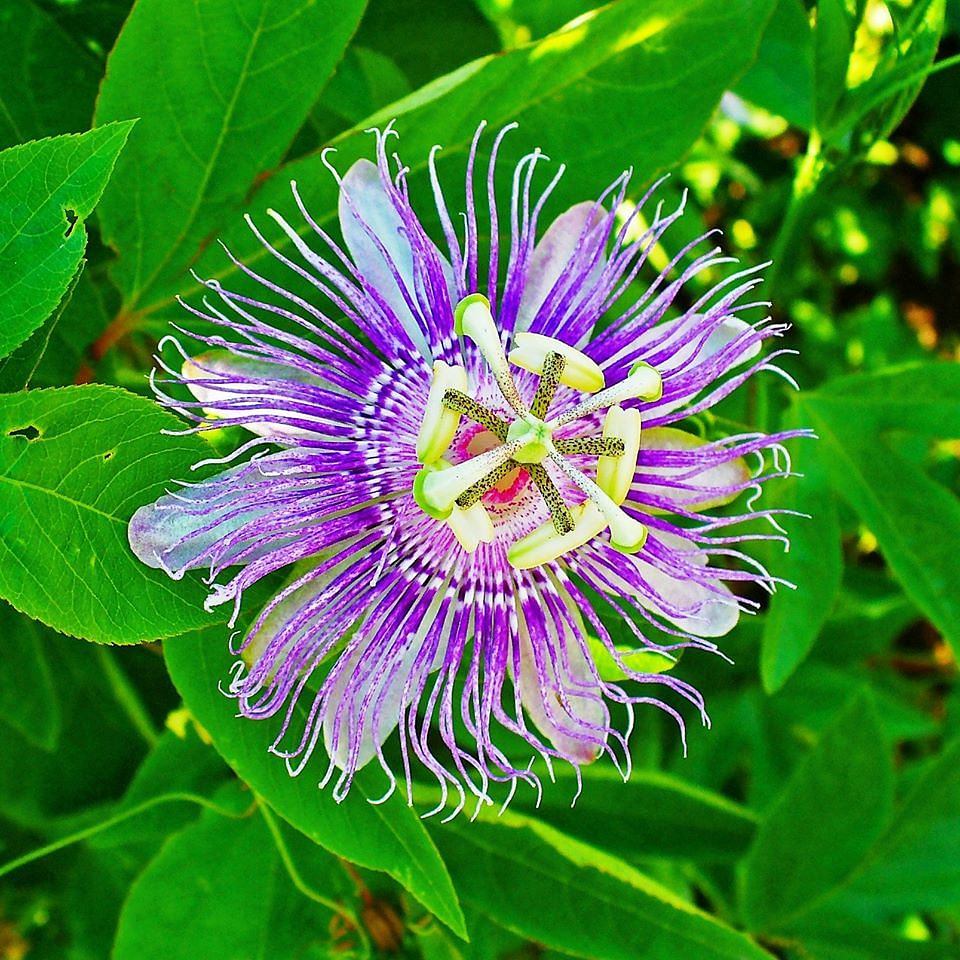 Flower,Passion flower,Flowering plant,Purple passionflower,Plant,Giant granadilla,Passion flower family,Caper family,Wildflower,Petal