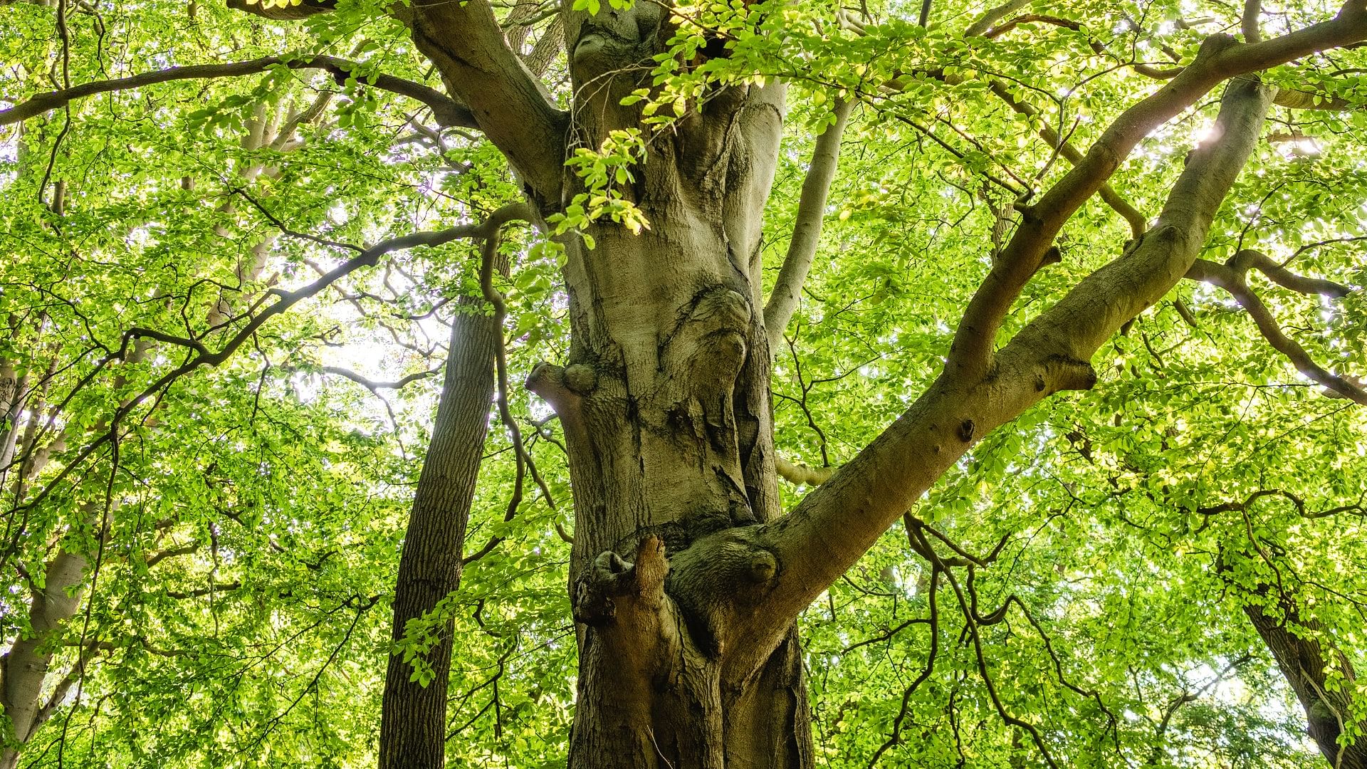 Tree,shellbark hickory,Plant,Branch,Woody plant,Trunk,Vegetation,Nature reserve,Biome,Woodland