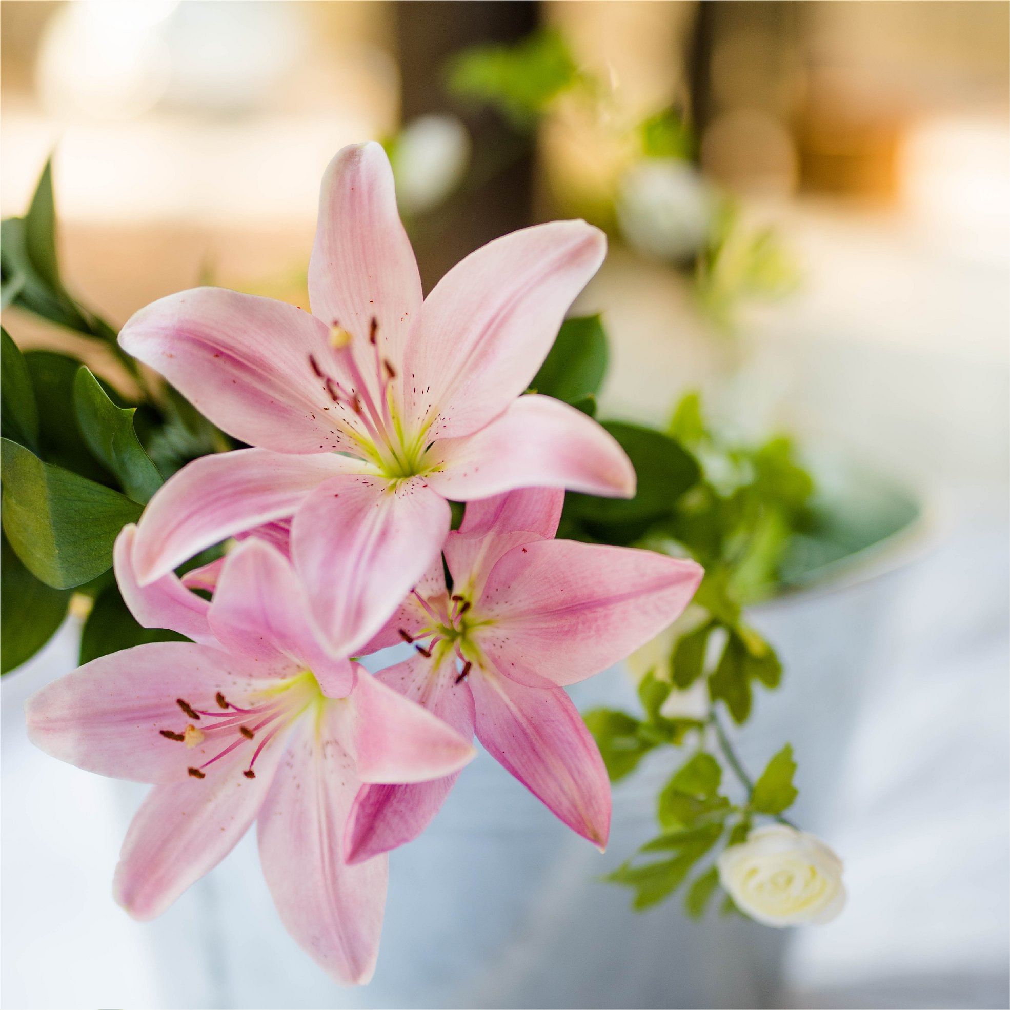 Flower,Pink,Petal,Lily,White,Plant,Flowering plant,Bouquet,Spring,Lily family