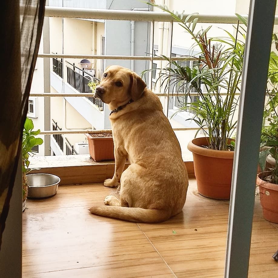 Dog,Canidae,Dog breed,Carnivore,Golden retriever,Sporting Group,Companion dog,Retriever,Window,Home