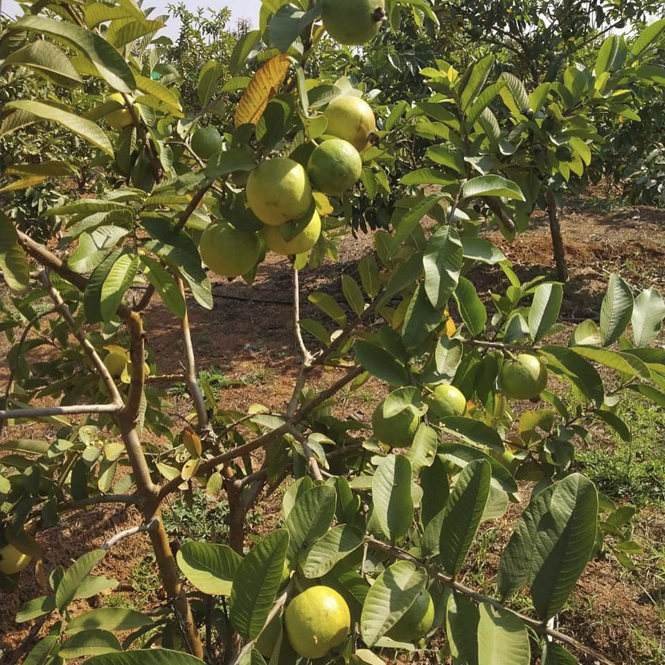 Fruit tree,Plant,Tree,Fruit,Flower,Citrus,Flowering plant,Food,Woody plant,Produce
