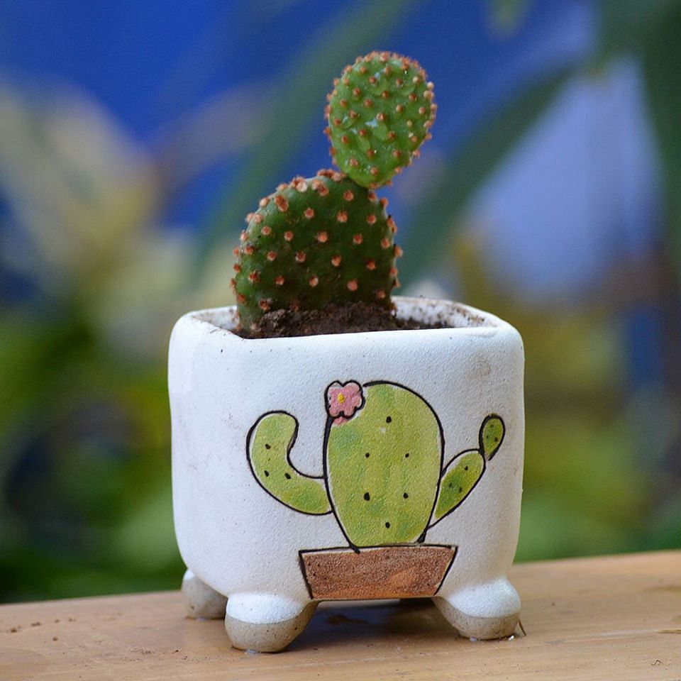 Cactus,Flowerpot,Houseplant,Ceramic,Plant,Organism,Prickly pear,Succulent plant,Figurine,Pottery