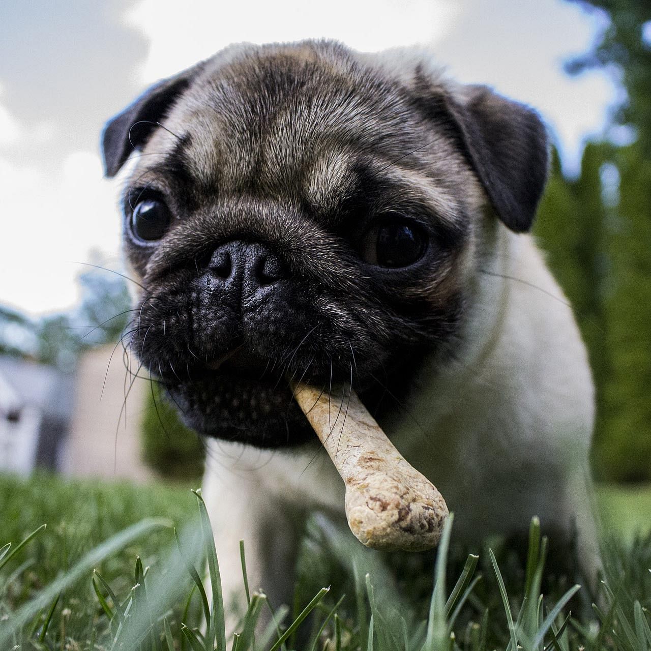 Dog,Pug,Mammal,Vertebrate,Canidae,Dog breed,Snout,Grass,Companion dog,Skin