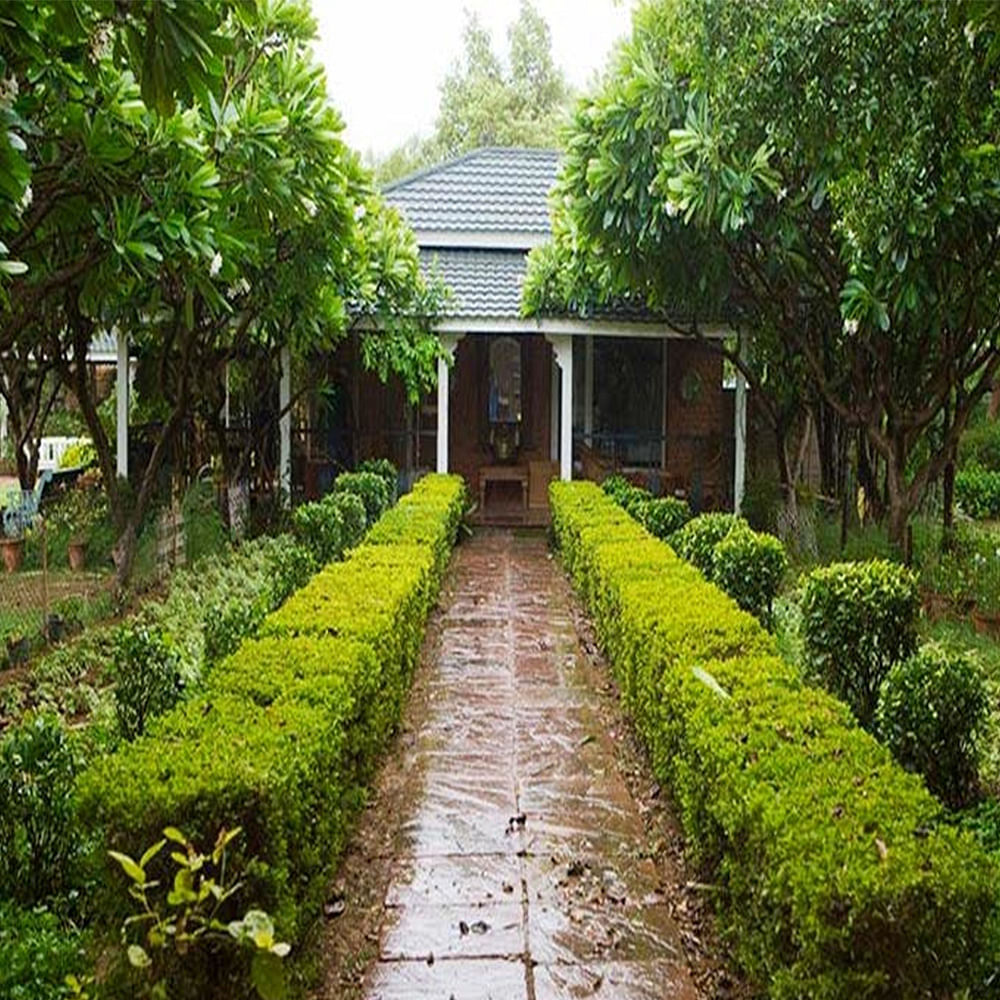 Green,Garden,Tree,Natural landscape,Botanical garden,Walkway,Botany,House,Hedge,Shrub