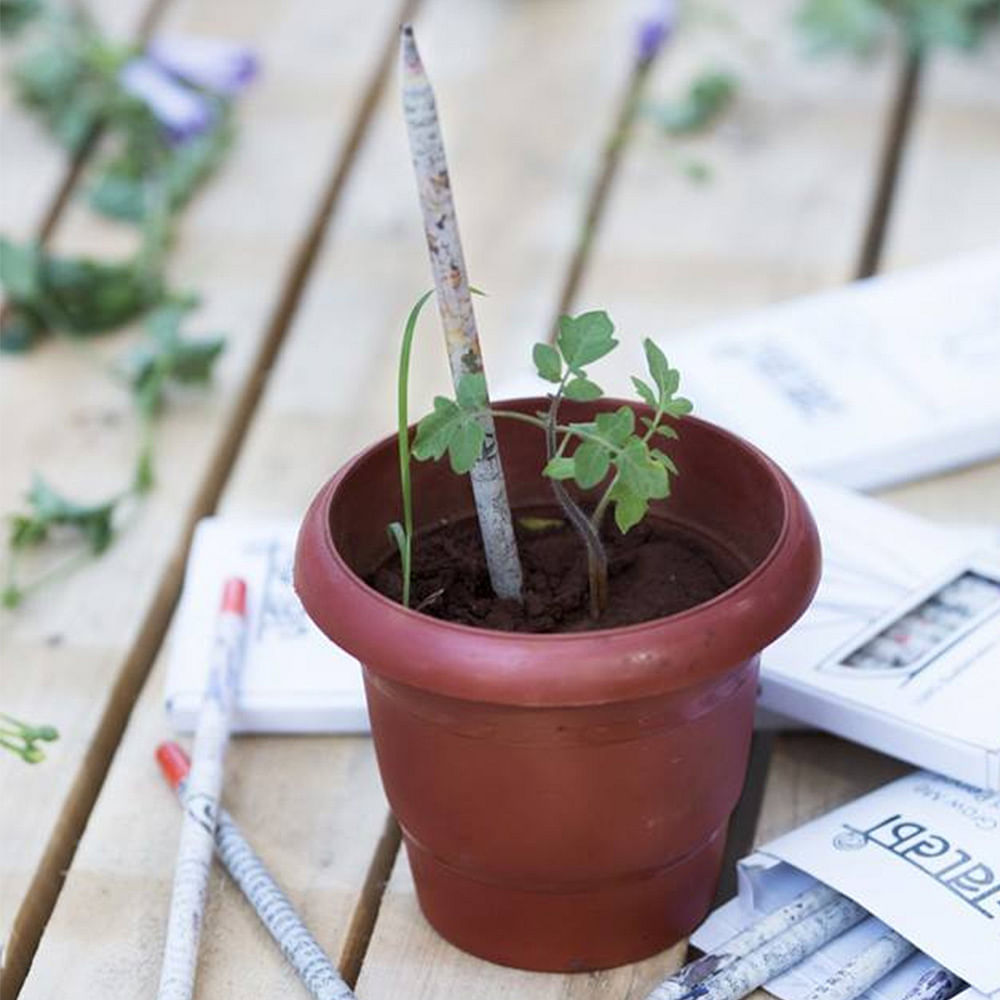 Flowerpot,Flower,Houseplant,Plant,Leaf,Herb