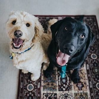 Dog,Mammal,Vertebrate,Dog breed,Canidae,Carnivore,Sporting Group,Golden retriever,Labrador retriever,Labradoodle