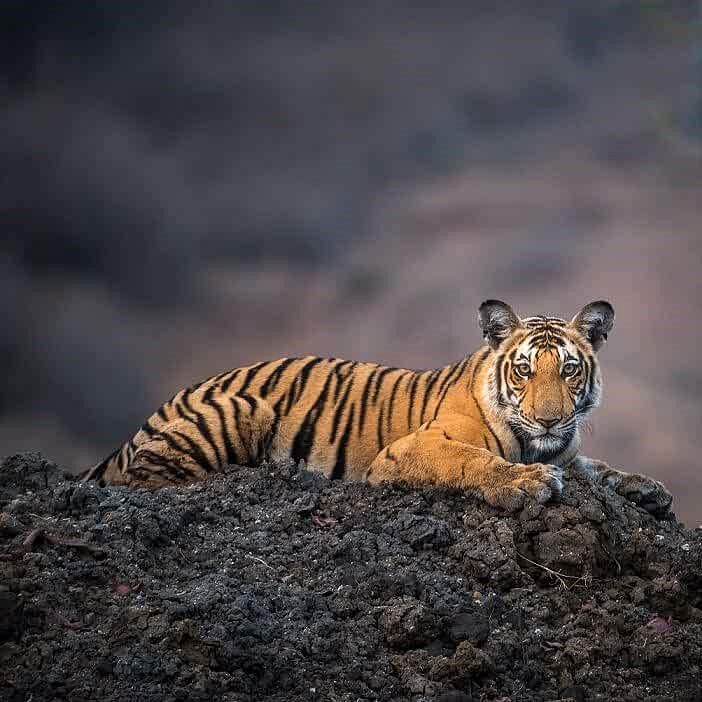 Tiger,Wildlife,Vertebrate,Bengal tiger,Mammal,Felidae,Siberian tiger,Terrestrial animal,Wilderness,Sky