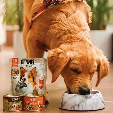 Dog,Canidae,Dog breed,Golden retriever,Pet food,Companion dog,Dog food,Carnivore,Sporting Group,Dog collar