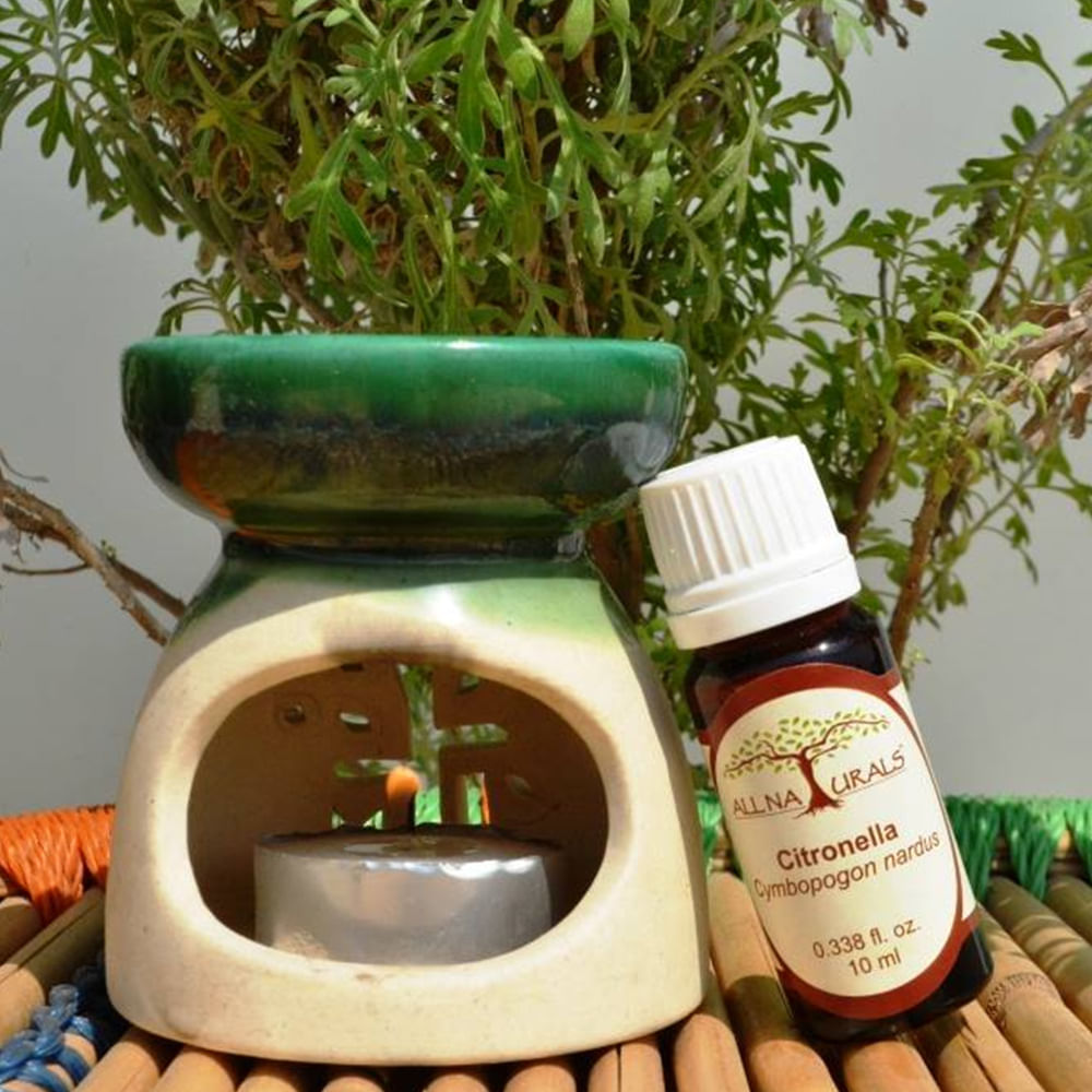 Herbal,Plant,Herb,Houseplant