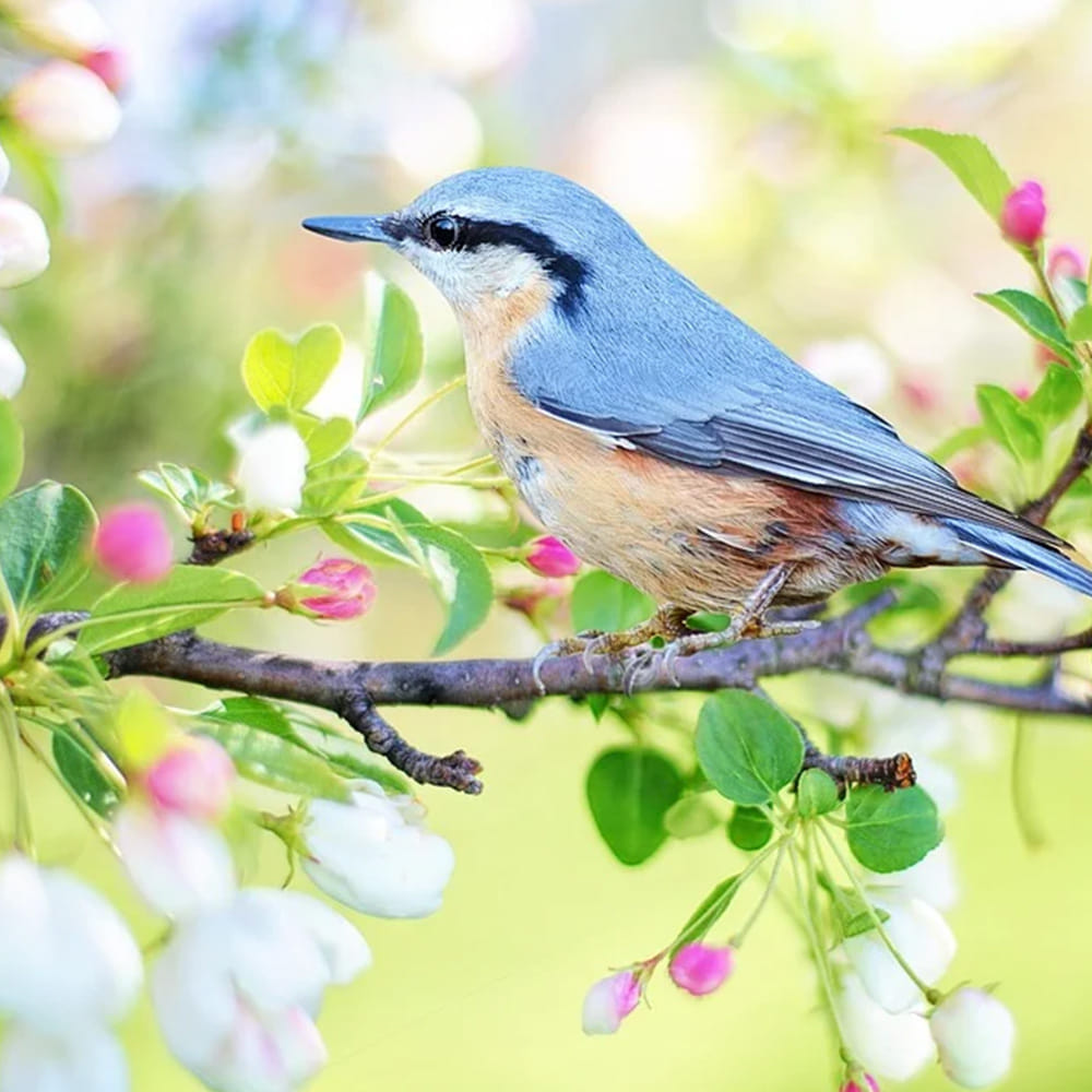 Bird,Beak,Perching bird,Plant,Blue jay,Songbird,Jay,Bluebird,Wildlife,Old World flycatcher