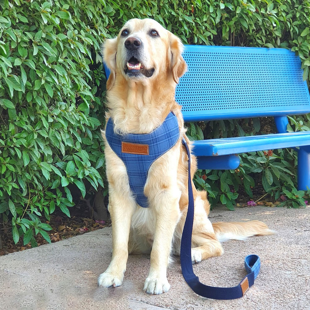 Dog,Mammal,Vertebrate,Dog breed,Canidae,Carnivore,Golden retriever,Companion dog,Sporting Group,Retriever