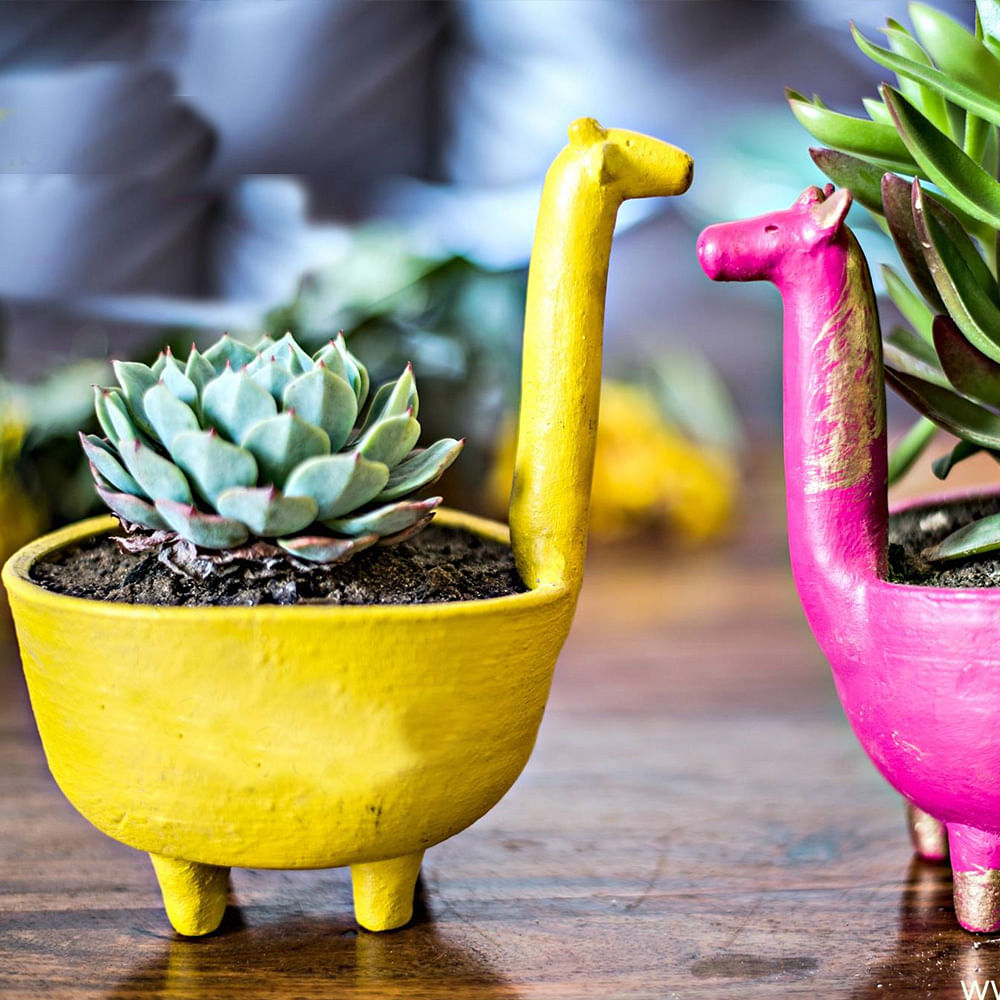 Flowerpot,Yellow,Plant,Flower,Houseplant,Still life photography,Ceramic,Bromeliaceae