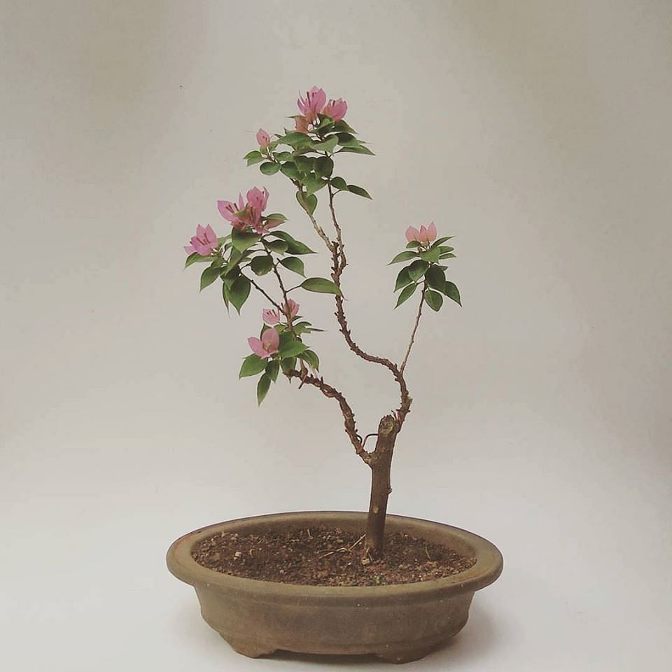 Flower,Flowering plant,Plant,Flowerpot,Houseplant,Ikebana,Tree,Azalea,Woody plant,Bonsai