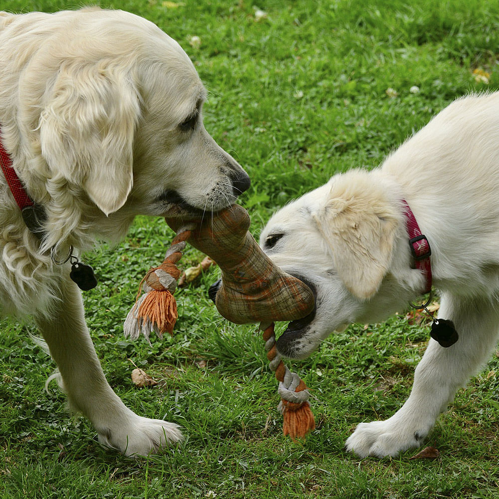 Dog,Mammal,Vertebrate,Canidae,Dog breed,Retriever,Golden retriever,Carnivore,Sporting Group,Nose