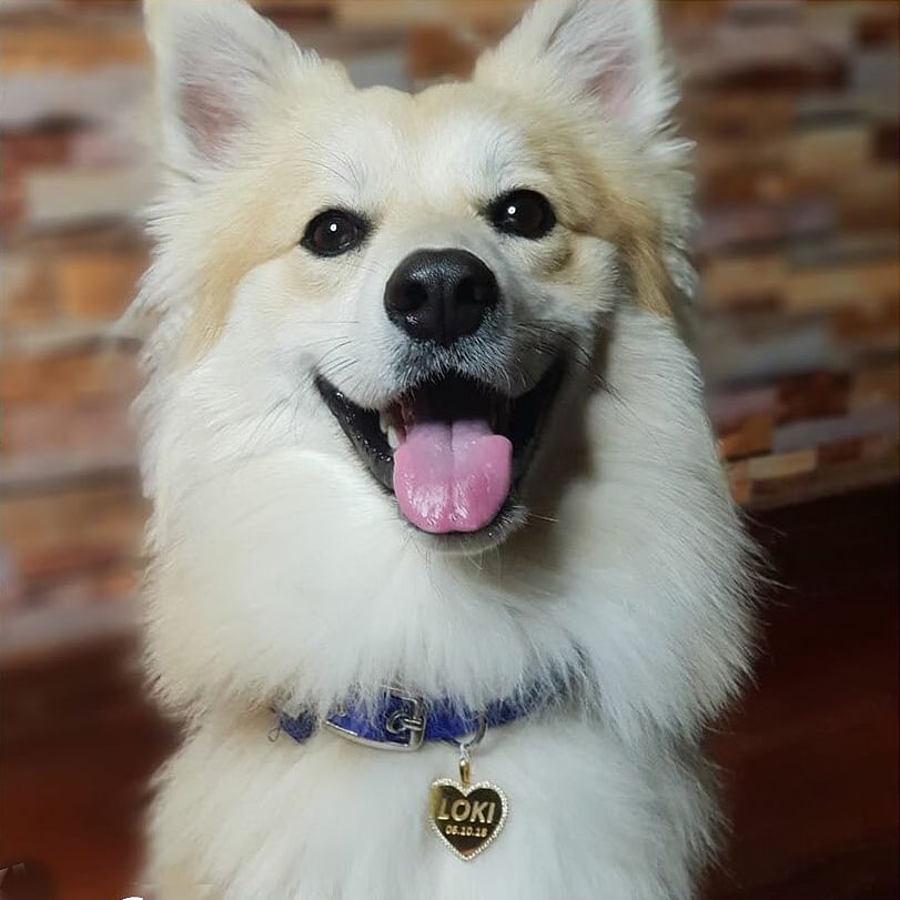 Dog,Mammal,Vertebrate,Dog breed,Canidae,German spitz mittel,Carnivore,American eskimo dog,Indian spitz,Volpino italiano