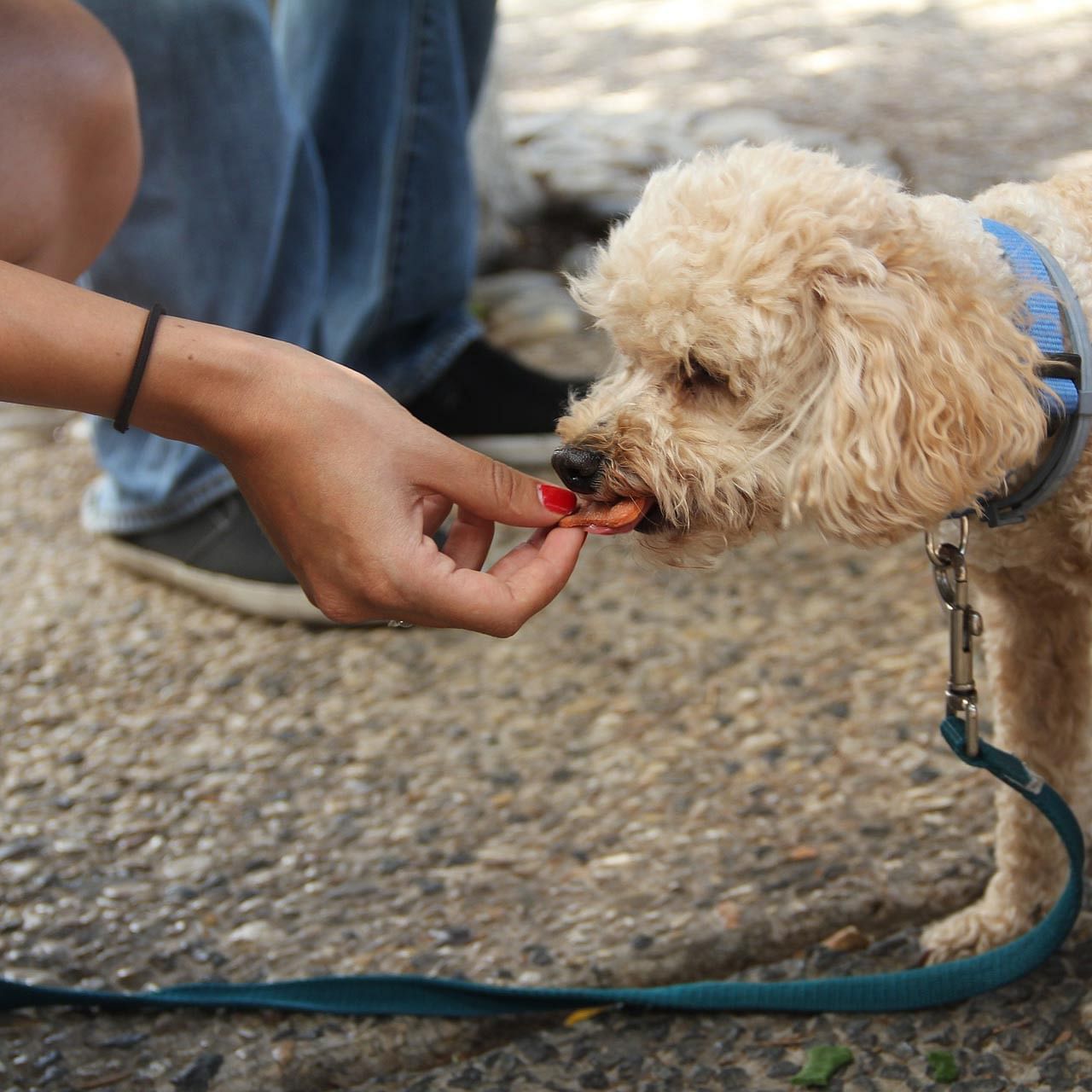 Dog,Canidae,Mammal,Dog breed,Cockapoo,Leash,Poodle crossbreed,Miniature Poodle,Carnivore,Toy Poodle