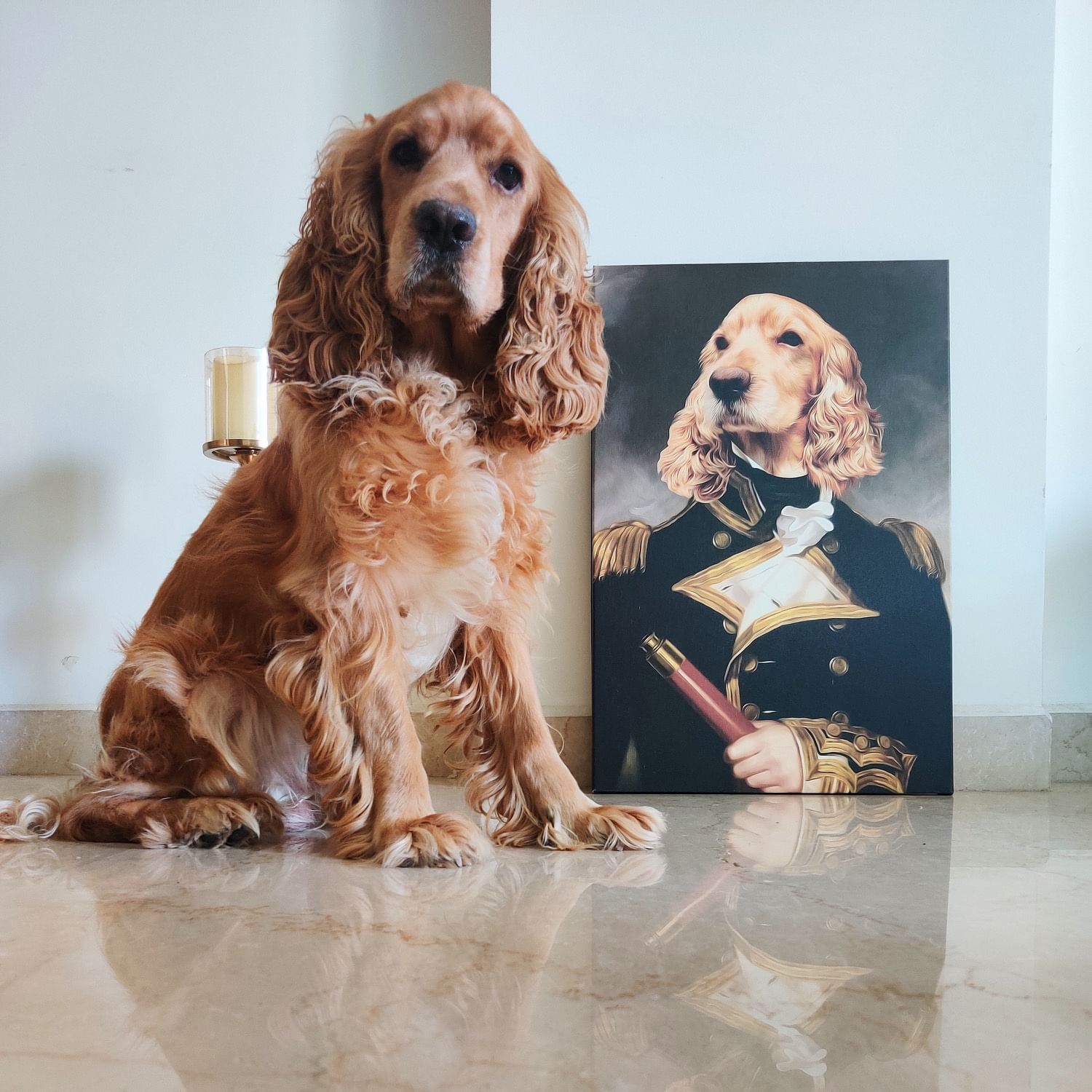 Dog,Mammal,Vertebrate,Canidae,Dog breed,English cocker spaniel,Cocker spaniel,Carnivore,Spaniel,Companion dog