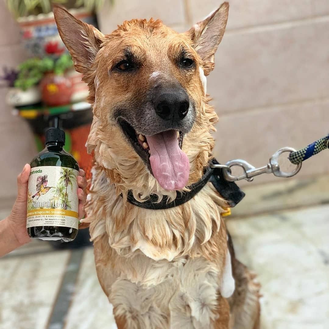 Dog,Canidae,Dog breed,Carnivore,Snout,Sporting Group,Rare breed (dog),Companion dog,Golden retriever,Working dog
