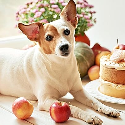 Dog,Canidae,Mammal,Dog breed,Carnivore,Snout,Companion dog,Food,Russell terrier,Puppy