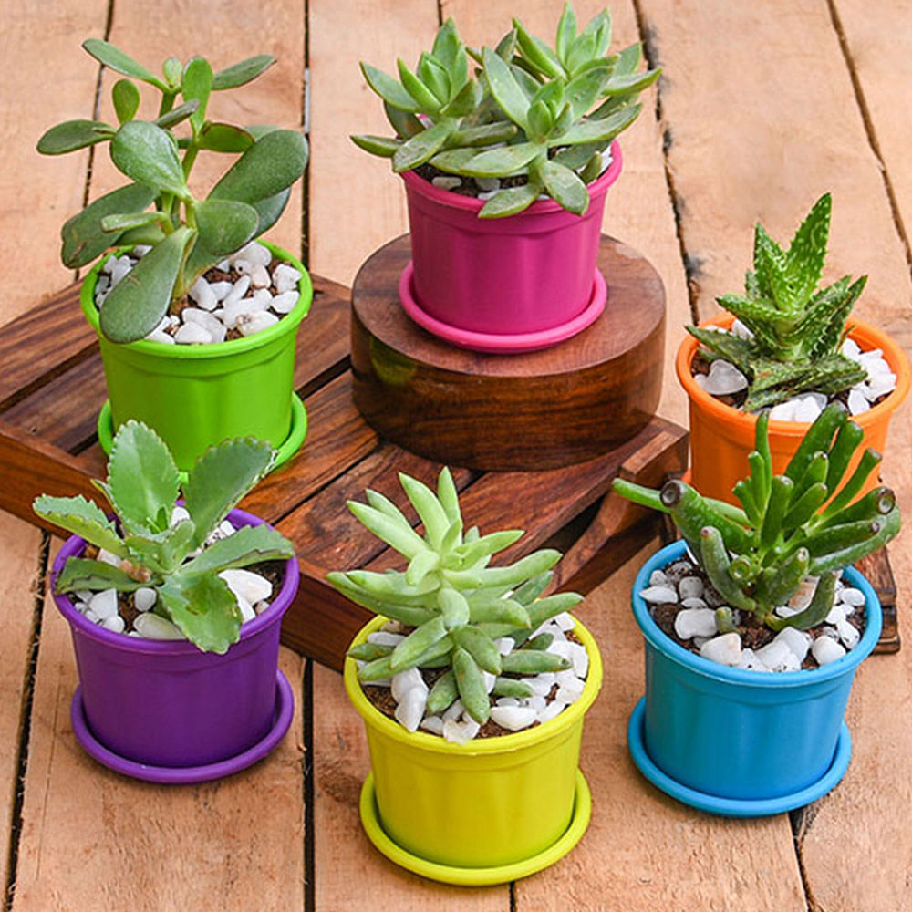 Flower,Flowerpot,Plant,Houseplant,Echeveria,Flowering plant,Terrestrial plant,Succulent plant,Stonecrop family,Cactus